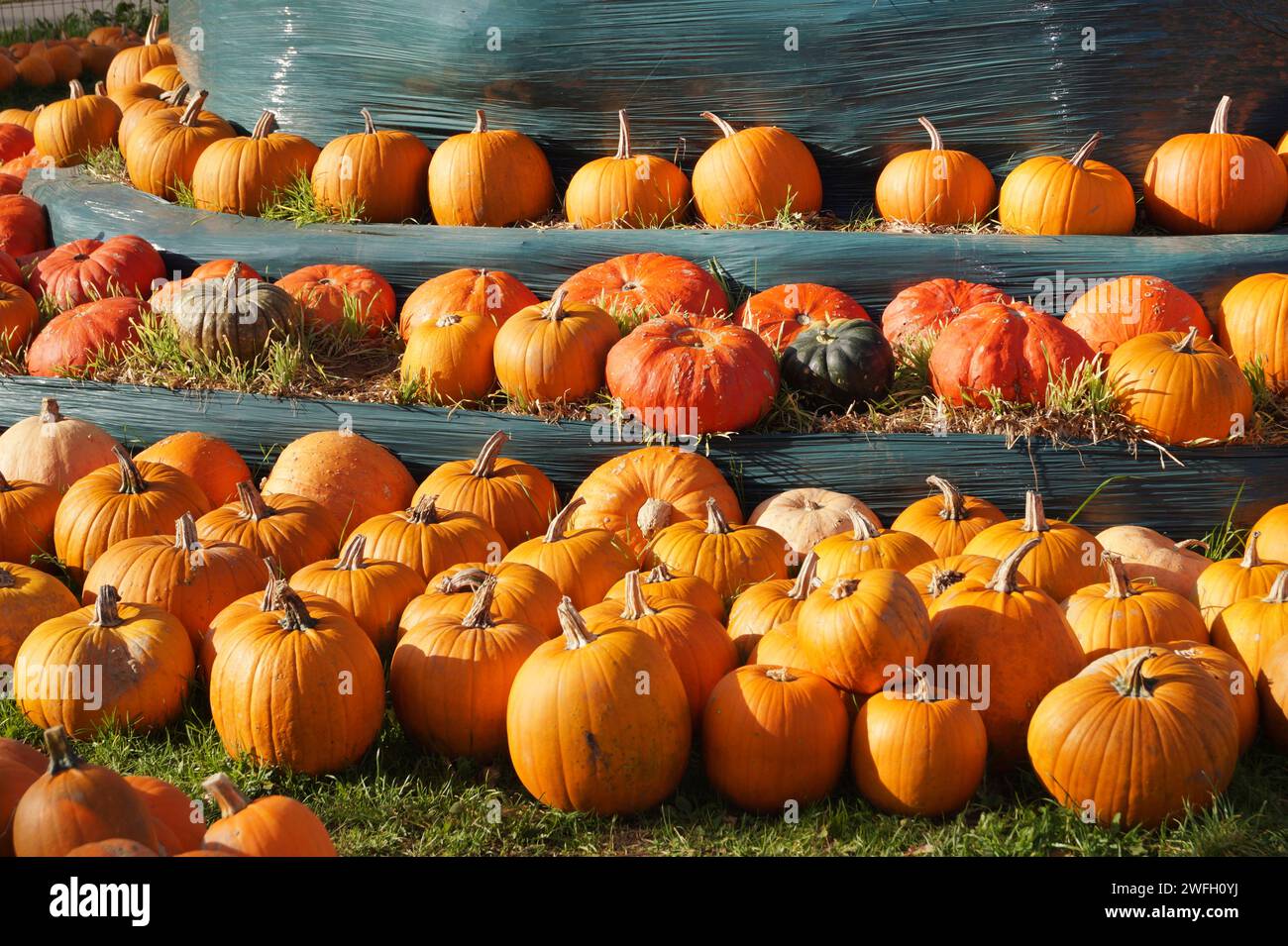 Courge kuri rouge, courge Hokkaido, Hokkaido, courge kuri rouge (Cucurbita maxima 'Hokkaido', Cucurbita maxima Hokkaido), citrouilles à vendre Banque D'Images