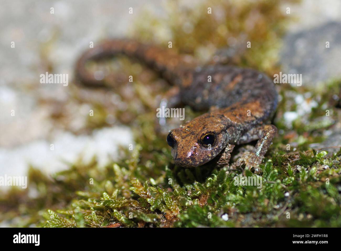 Salamandre caverneuse française, salamandre caverneuse italienne du nord-ouest, salamandre caverneuse de Strinati (hydromantes strinatii, Speleomantes strinatii), assis sur MOS Banque D'Images