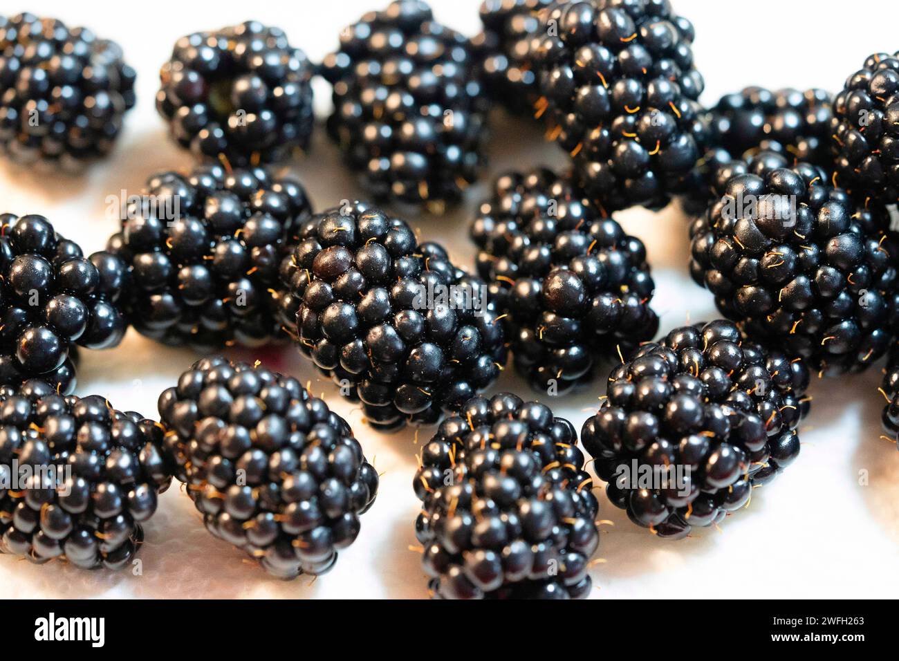 mûre arbustive (Rubus fruticosus), baies noires récoltées Banque D'Images