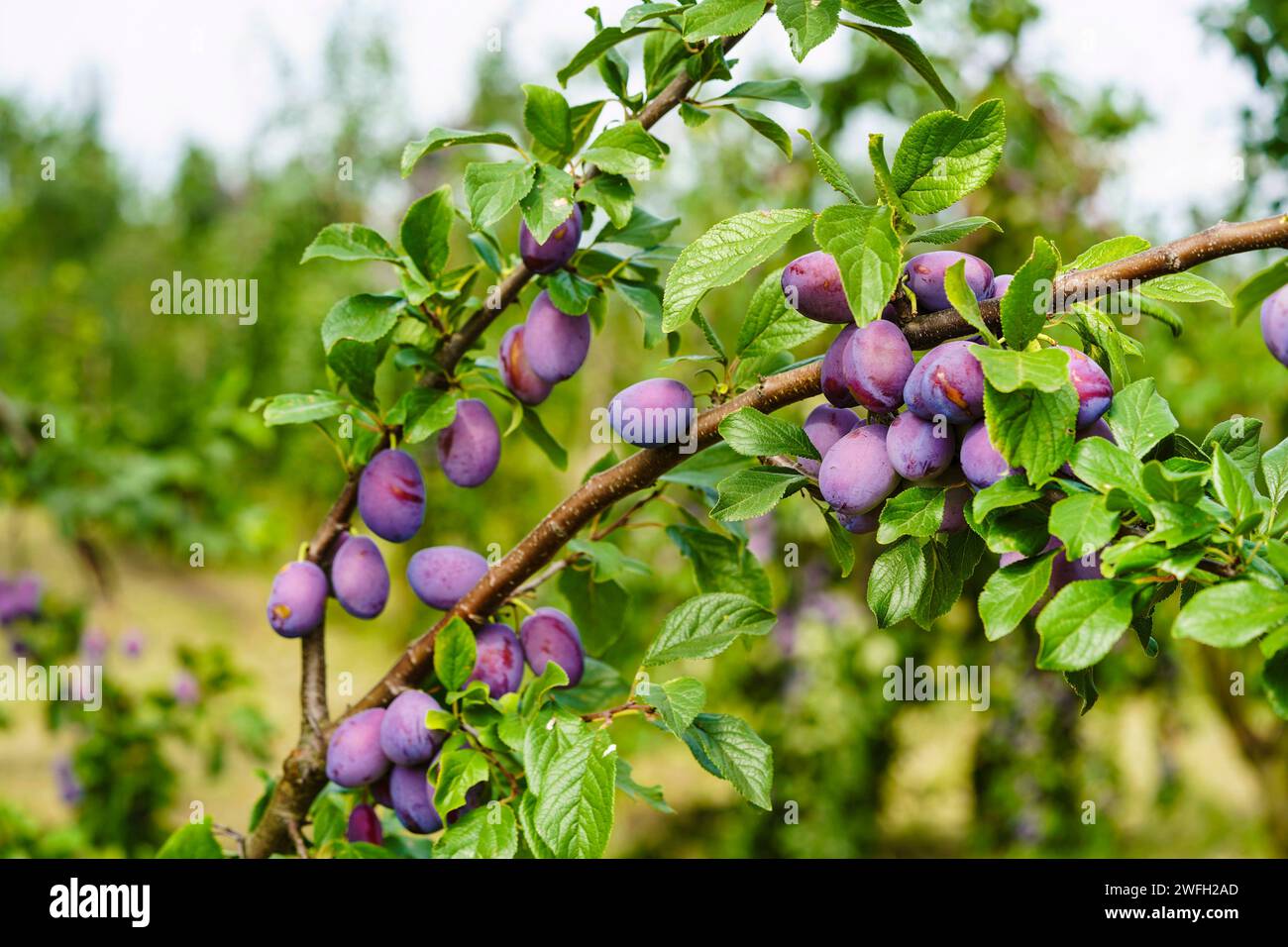 Prune européenne (Prunus domestica), prunes sur un arbre Banque D'Images
