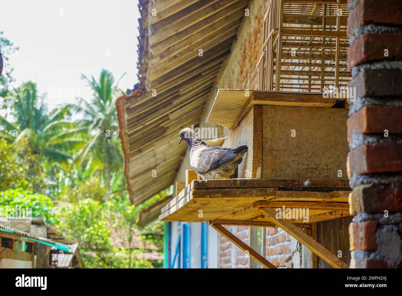 Photo de stock d'oiseau mignon dans la cage sur fond intérieur de café, oiseau domestique mignon. Adorable perroquet animal de compagnie dans une cage sécurisée, un perroquet tropical avec f blanc Banque D'Images