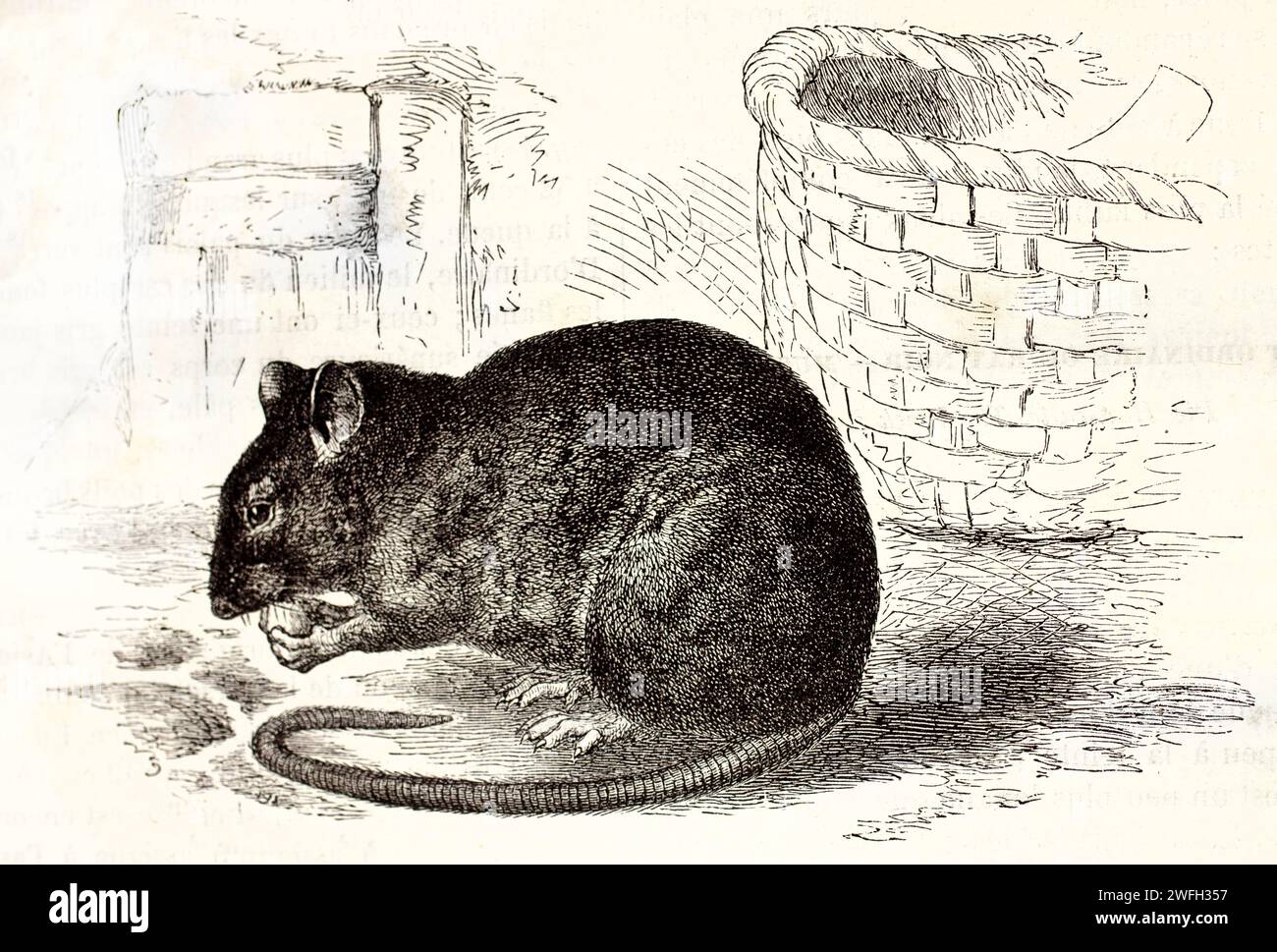 Rat noir (Rattus rattus) mangeant prudemment sur une table à côté d'un panier en osier. Illustration gravée tirée des mammifères de Brehm, publiée en 1878. Banque D'Images