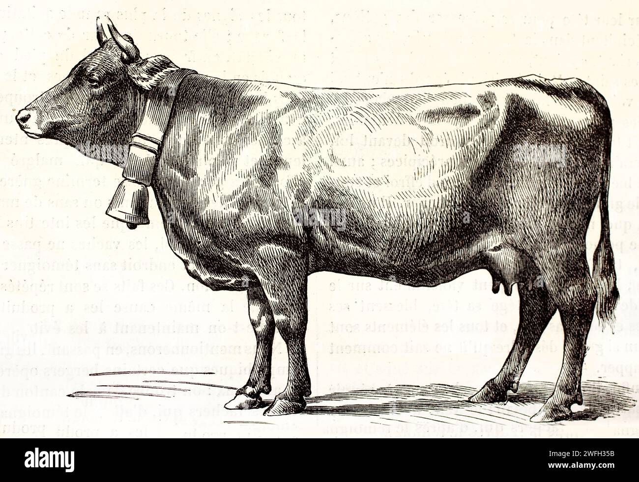 Vache Braunvieh (Bos taurus) de profil avec cloche, isolée sur blanc. Élégante illustration gravée au trait tirée de l'édition 1878 des mammifères de Brehm. Banque D'Images