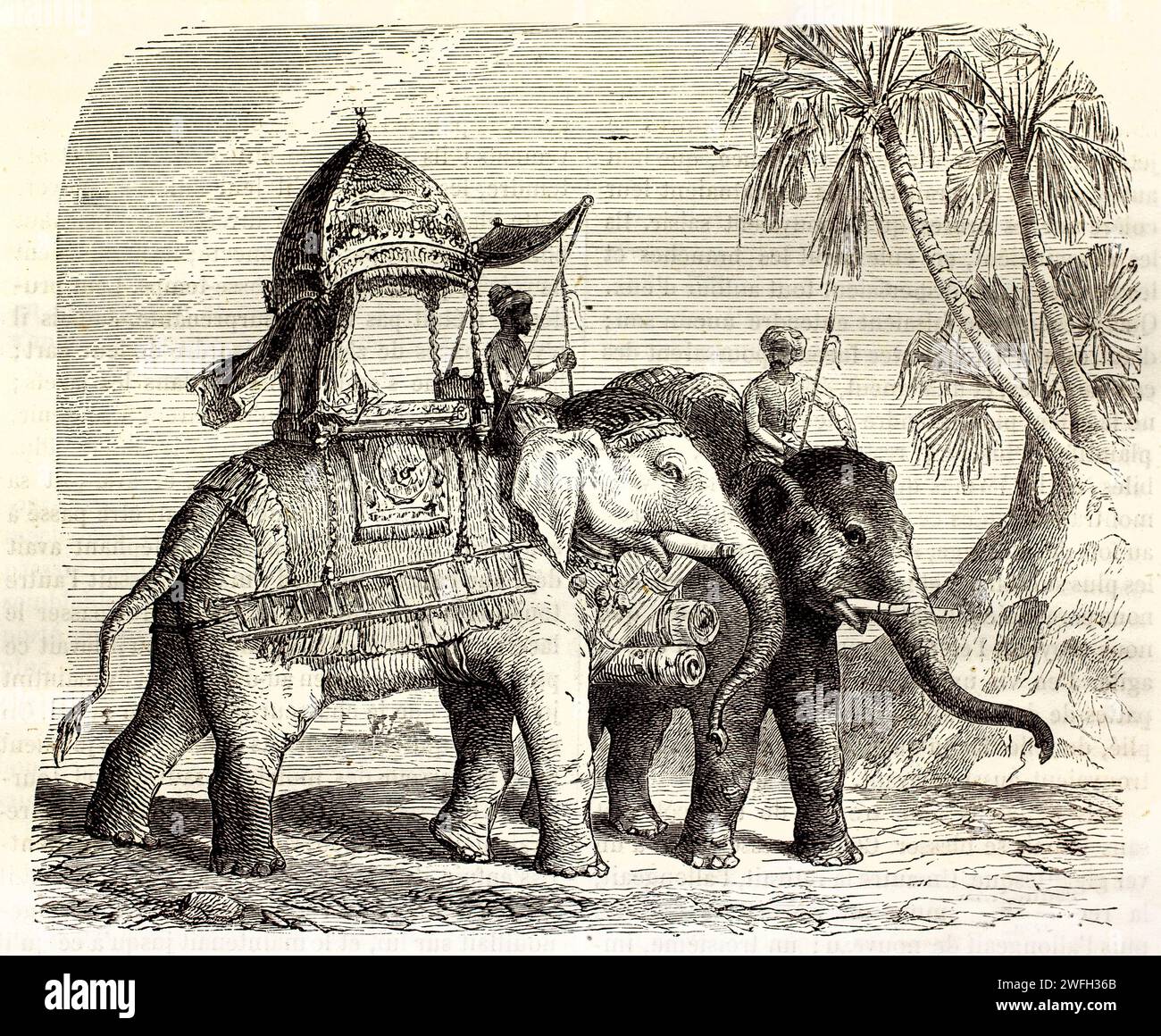 Éléphants d'Asie (Elephas maximus) décorés pour l'équitation avec des howdahs et des conducteurs dans un paysage indien ouvert. Illustration gravée de Brehm, 1878. Banque D'Images