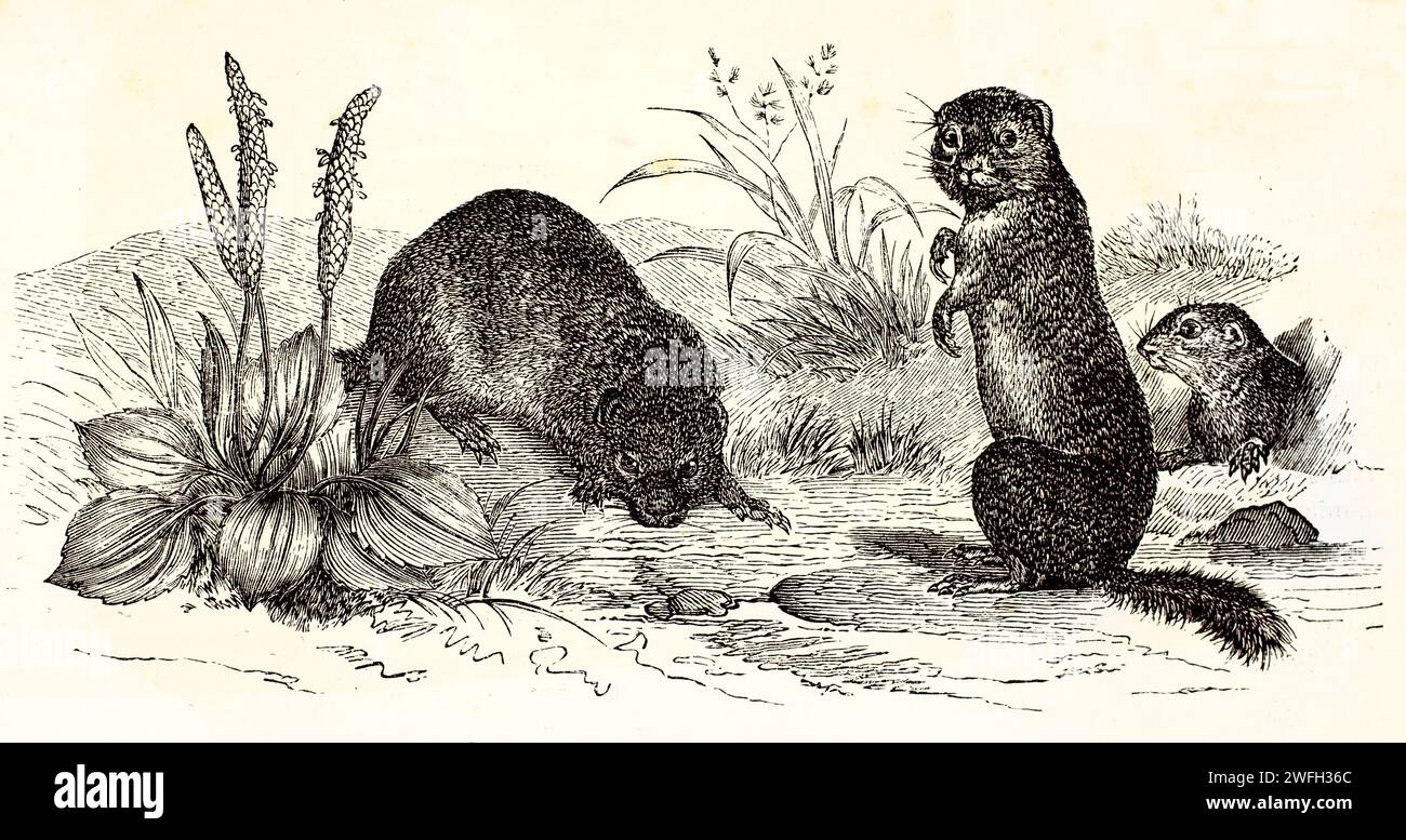 Écureuils terrestres européens (Spermophilus citellus) en posture d'alerte et défensive sur un terrain herbeux, l'un émergeant d'un terrier. Gravé 1878 Banque D'Images