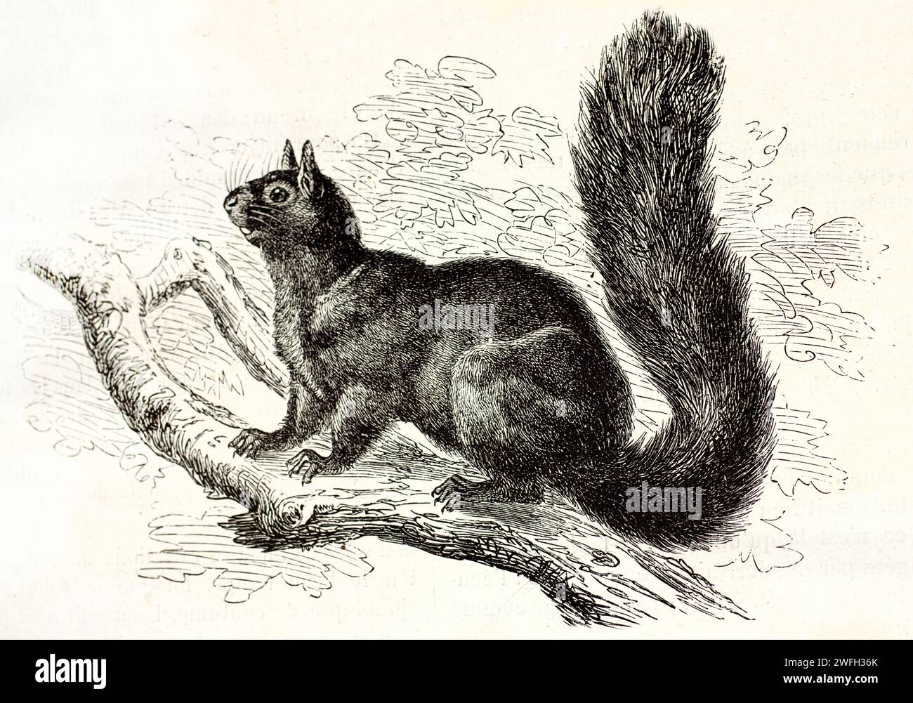 Vieille illustration gravée de Fox Squirrel sur une branche. Créé par Kertschmer, publié sur Brehm, les Mammifères, Baillière et fils, Paris, 1878 Banque D'Images