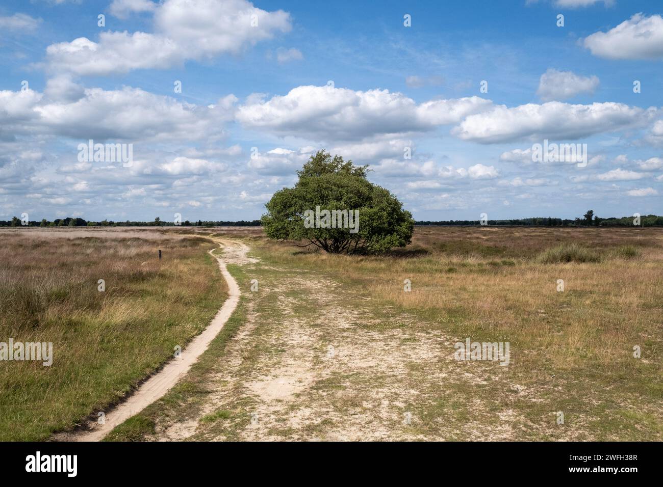Pays-Bas, province de Drenthe, Balloo le 2022-07-05. Balloerveld, un parc naturel de landes fleuries et d'étendues sablonneuses, abrite les plus grandes Banque D'Images