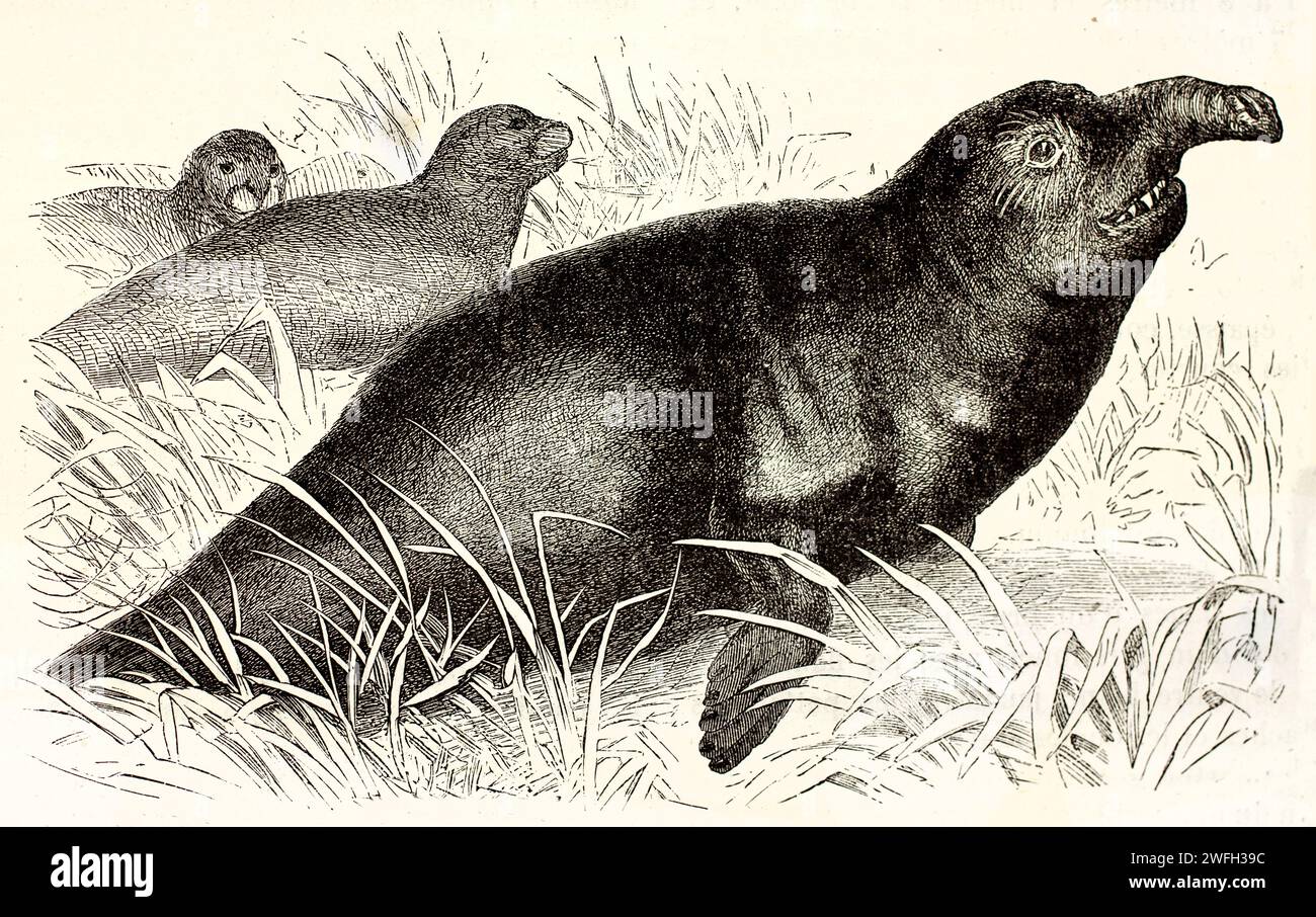Éléphants de mer du sud (Mirounga leonina) reposant dans la végétation côtière, montrant des nez allongés distinctifs. Illustration zoologique gravée, 1878. Banque D'Images