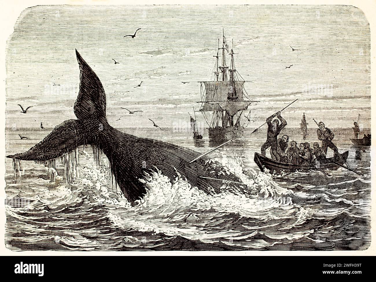 Scène de chasse à la baleine avec équipage de bateau harponnant une baleine en pleine plongée, moussant sous tension. Illustration gravée d'une chasse historique, publiée en 1878. Banque D'Images