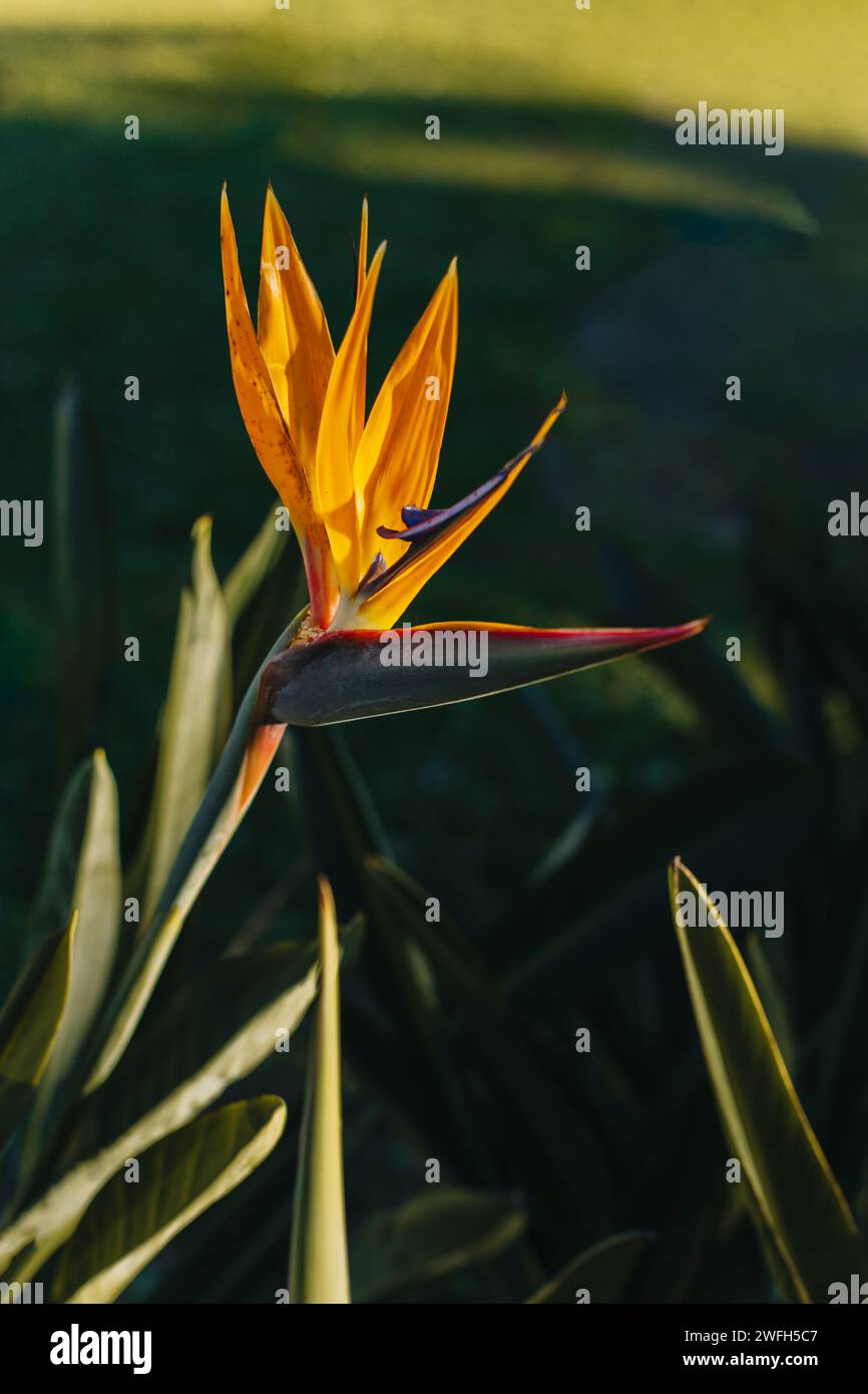 Belle fleur d'oiseau de Paradis (Strelitzia reginae) dans un parc. Gros plan. Banque D'Images