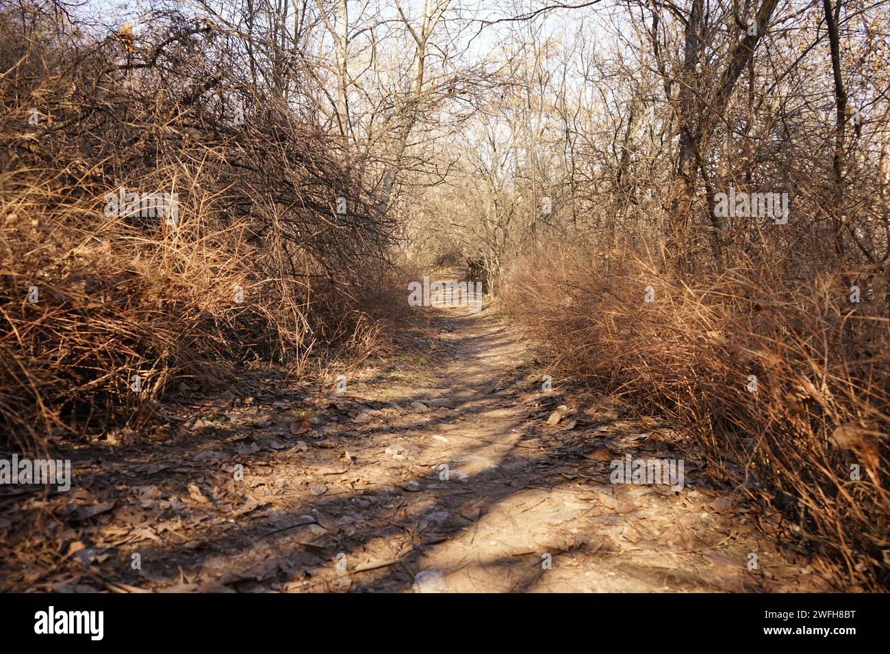 Photo d'une ruelle dans un parc Banque D'Images