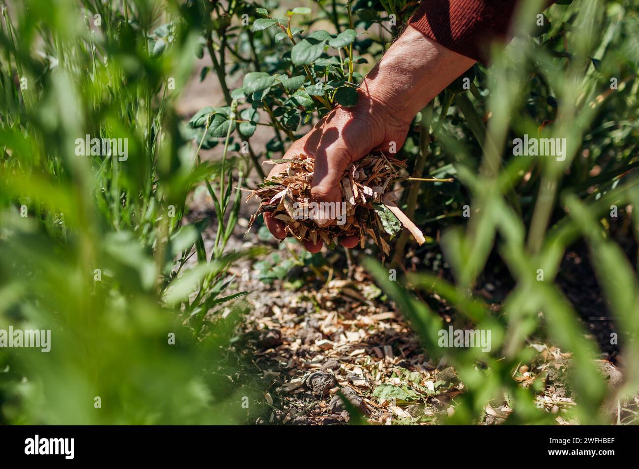Jardinier paillis jardin d'été avec paillis de bois déchiqueté. L'homme met de la sciure et des feuilles autour des plantes de roses sur le parterre de fleurs. Protection contre l'humidité du sol. Weed Banque D'Images