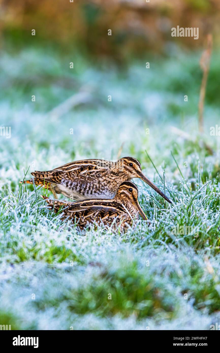 Snipe commune, Gallinago gallinago, nourrissant les oiseaux sur les marais gelés Banque D'Images