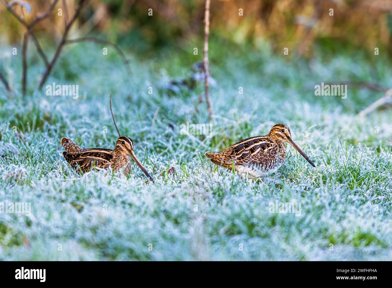 Snipe commune, Gallinago gallinago, nourrissant les oiseaux sur les marais gelés Banque D'Images