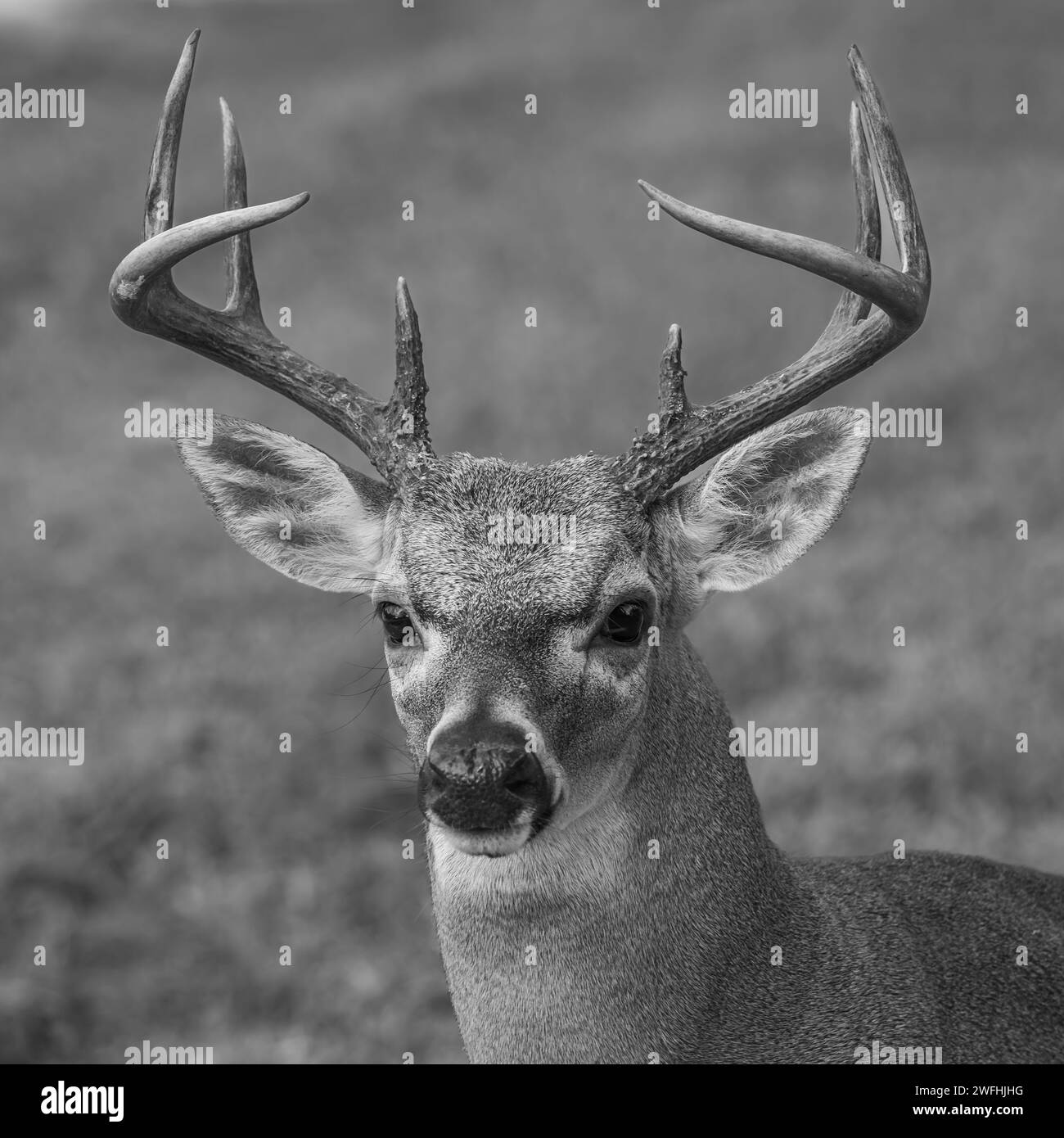 Une échelle de gris d'un cerf majestueux avec une paire de bois debout gracieusement dans un champ vert luxuriant Banque D'Images