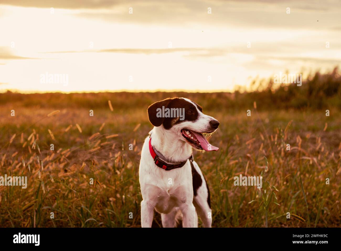 Chien noir et blanc marchant librement dans le fiel de campagne tandis que le coucher du soleil doré hor Banque D'Images