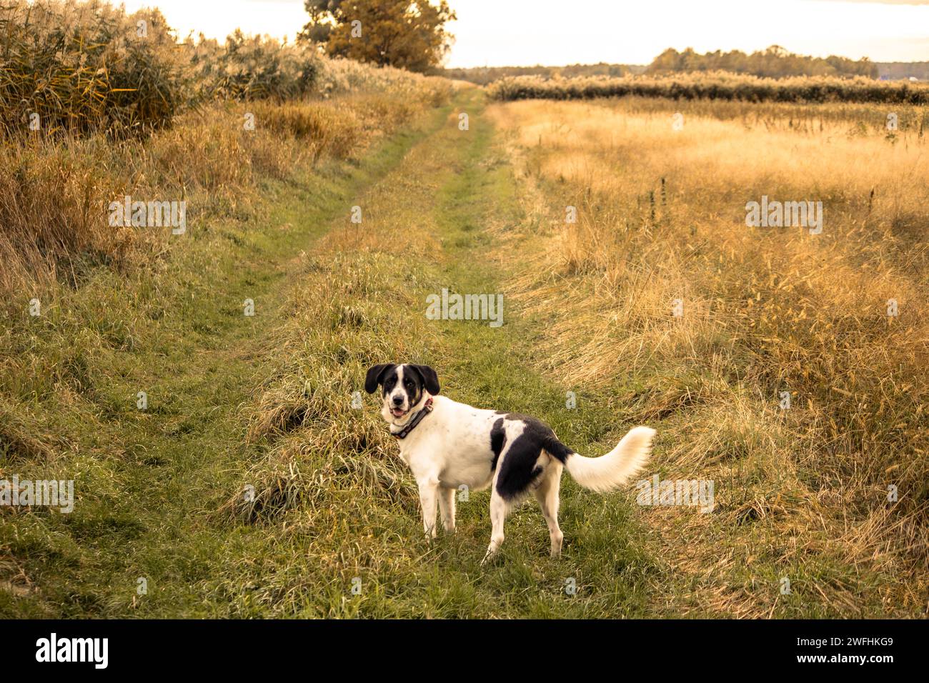 Chien noir et blanc marchant librement dans le fiel de campagne tandis que le coucher du soleil doré hor Banque D'Images