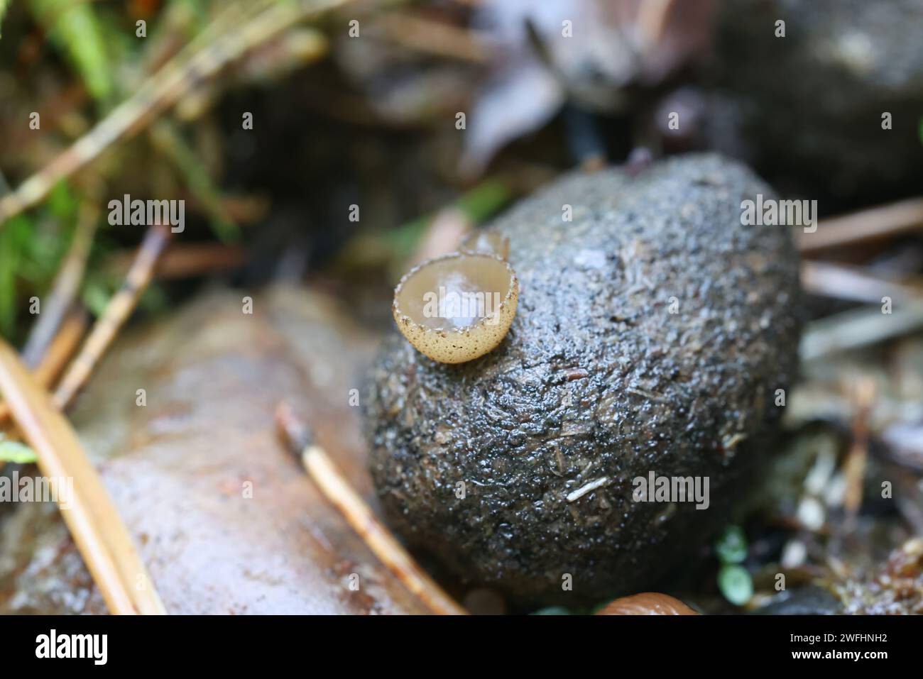 Peziza alcidis, un champignon de coupe qui pousse sur la bouse d'orignal en Finlande, pas de nom anglais commun Banque D'Images