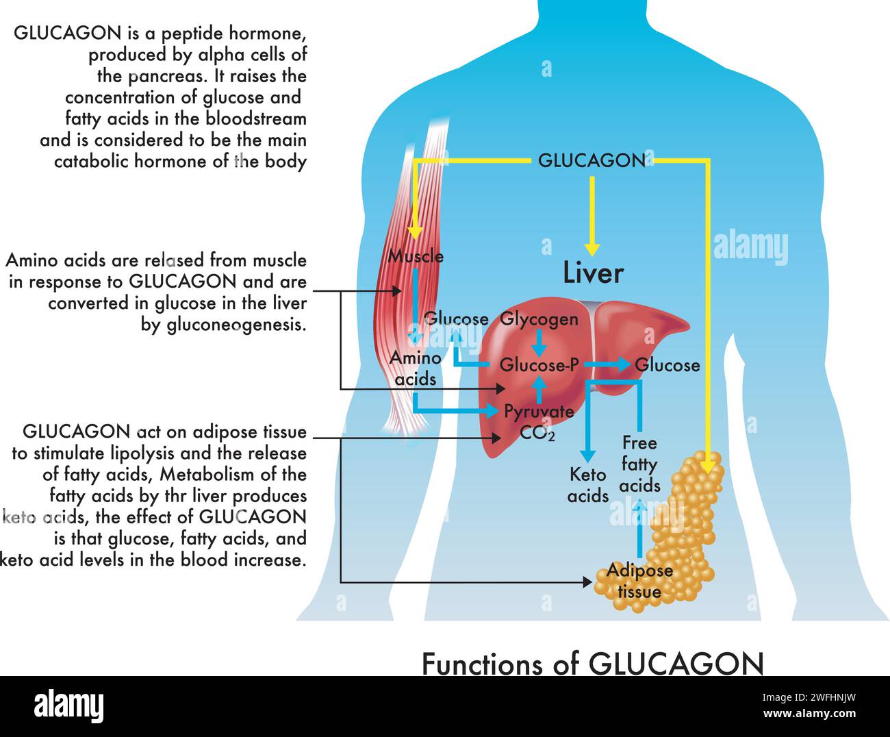 Illustration médicale des fonctions du glucagon, avec annotations. Illustration de Vecteur