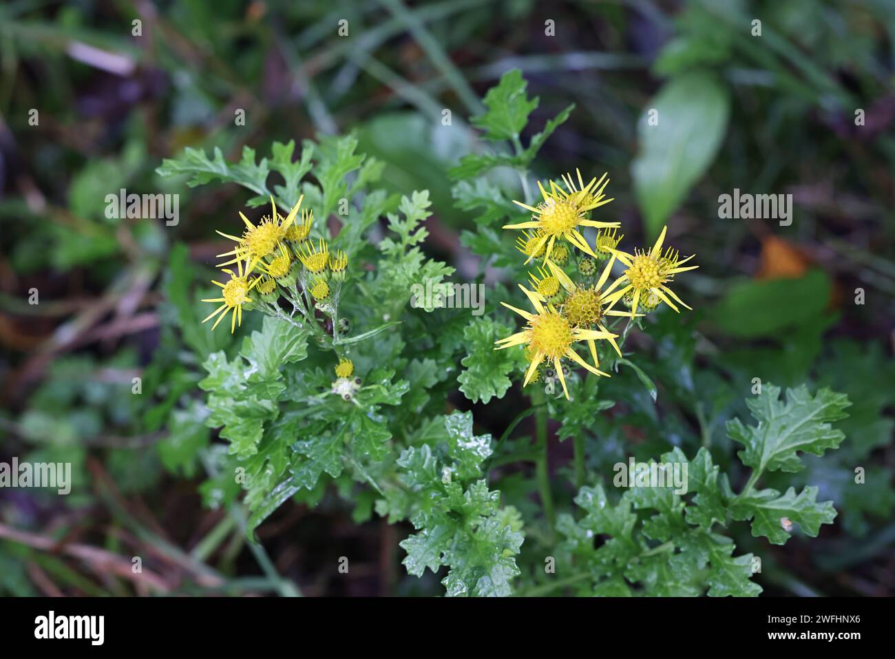 Jacobaea vulgaris, également appelé Senecio jacobaea, communément appelé ragwort commun, puant willie ou tansy ragwort, plante toxique sauvage du Finlan Banque D'Images