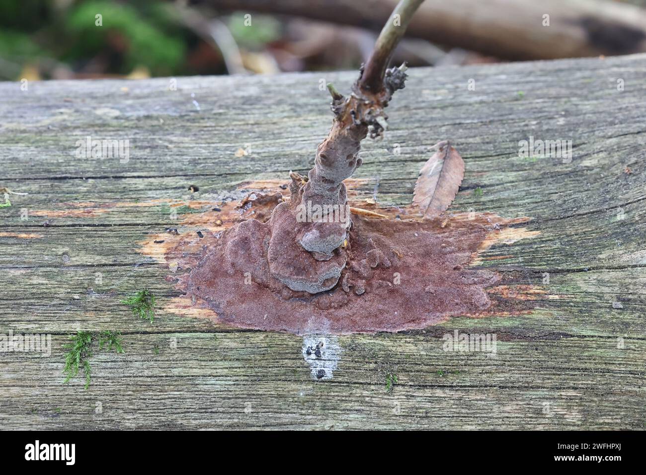 Phellinus ferrugineofuscus, un champignon polypore resupiné de Finlande, pas de nom commun en anglais Banque D'Images