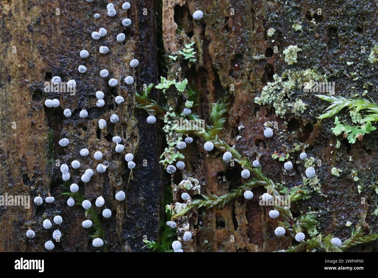 Didymium melanospermum, moule à chaux de Finlande, pas de nom anglais commun Banque D'Images