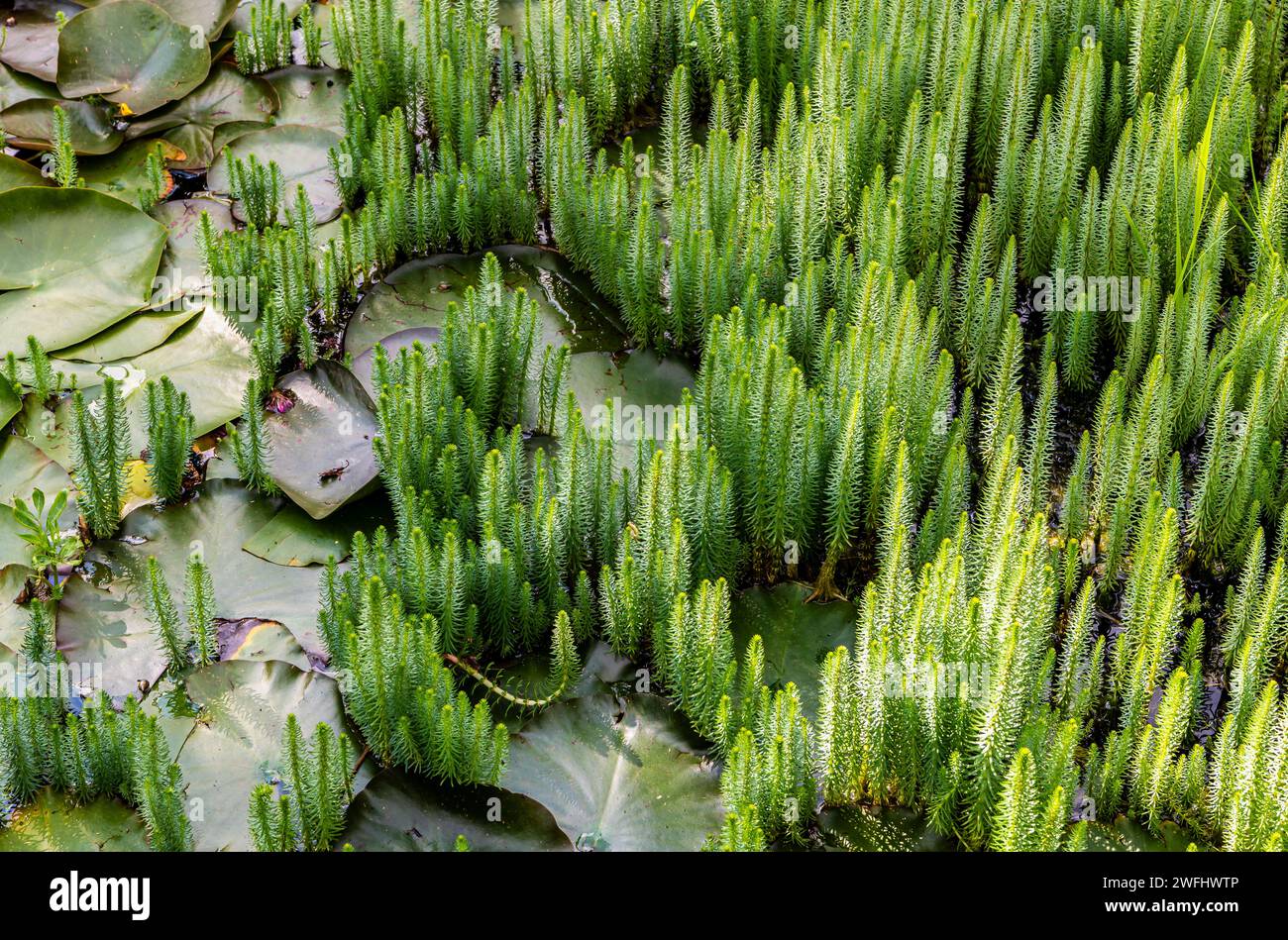 Queue de jument commune (Hippuris vulgaris) dans l'étang de nénuphars. Plante aquatique commune. plantes en fleurs Banque D'Images
