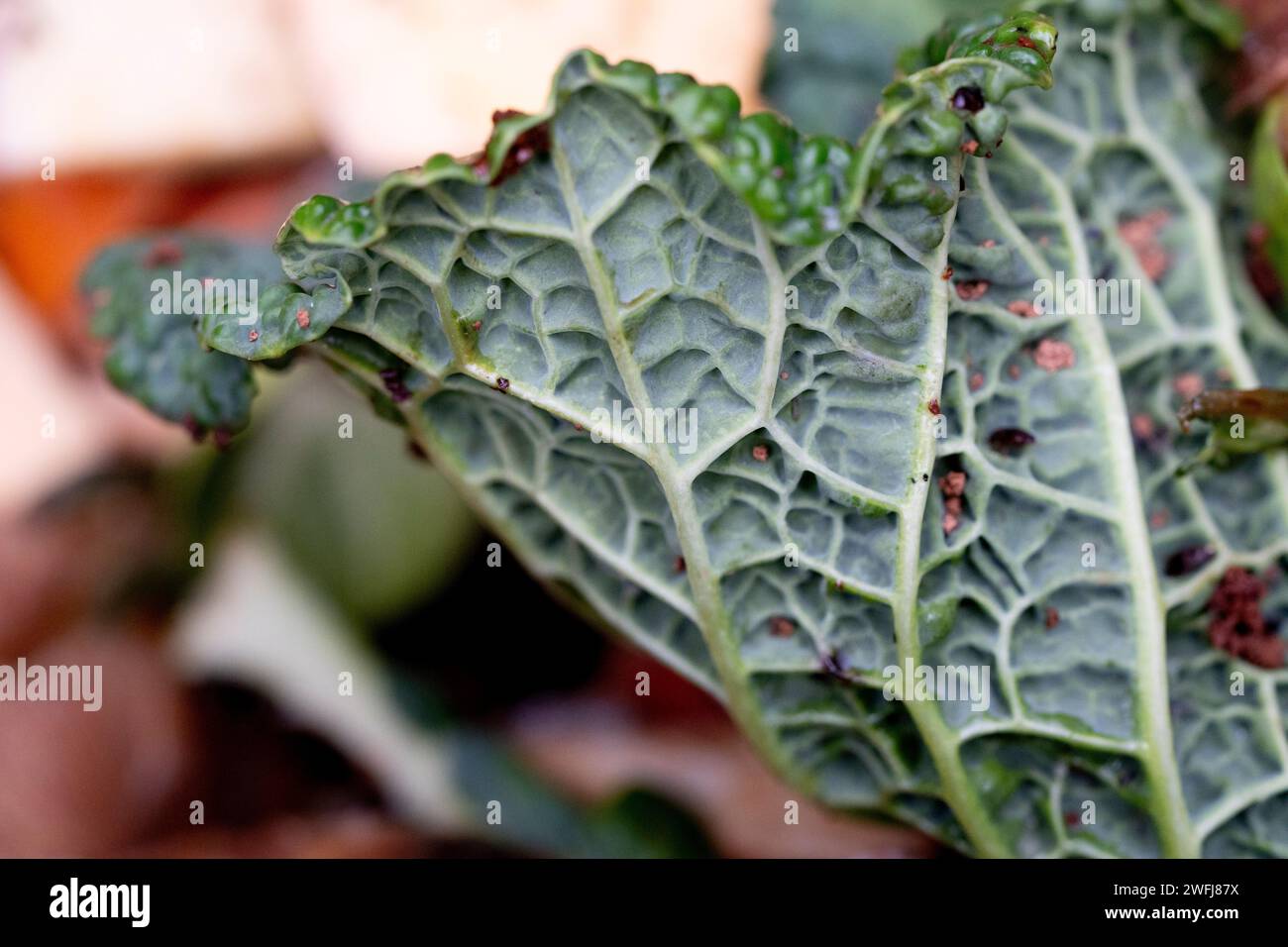 Un détail de l'intérieur d'un bac à compost de jardin anglais montrant les veines d'une seule feuille de chou, le 31 janvier 2024, à Londres, Angleterre. Les légumes sont une riche source de potassium, de fibres alimentaires, de folate, de vitamine A et de vitamine C. Banque D'Images