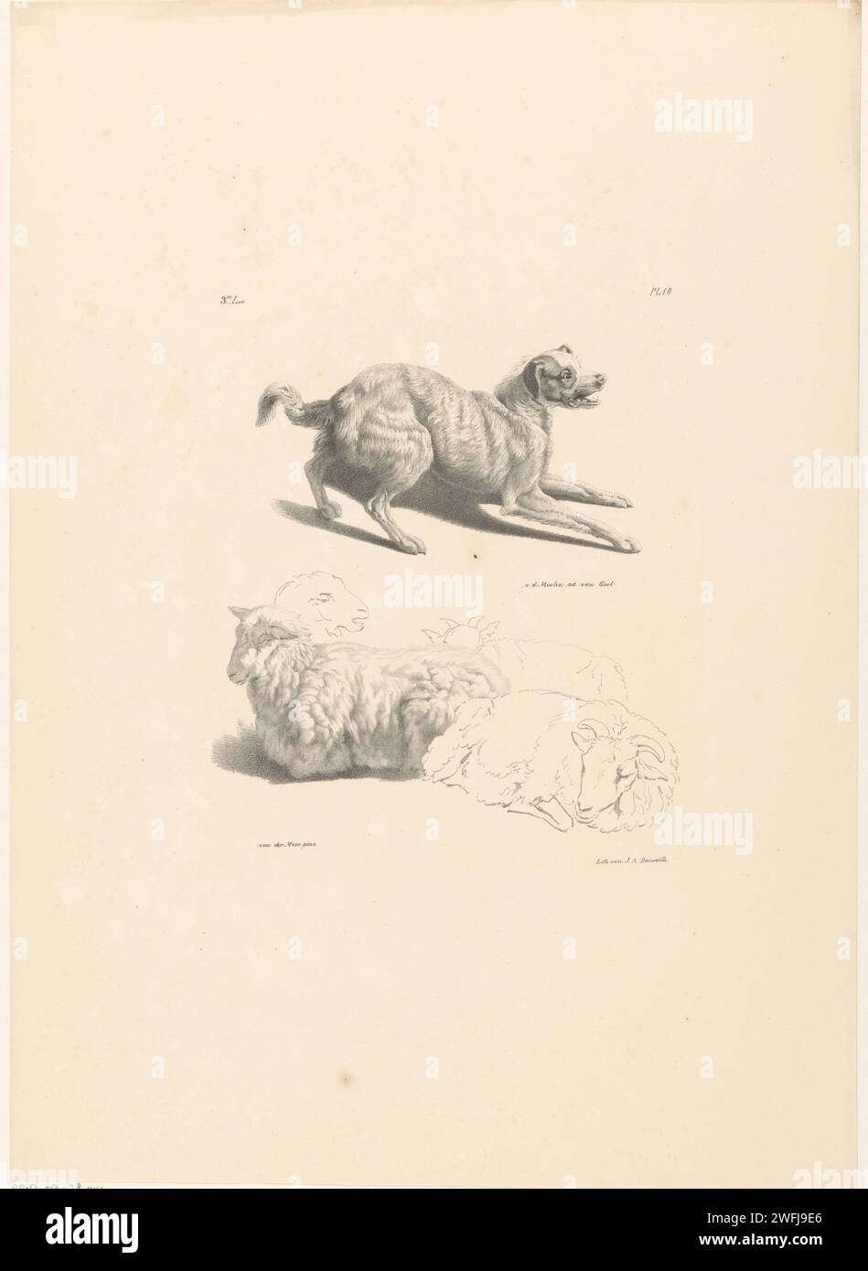 Chien et mouton, Roelof van der Meulen, d'après Jan van Gool, d'après Jan van der Meer (II), 1820 - 1833 imprimer le chien est tombé par ses pattes avant et a gardé la bouche ouverte. Voici quatre moutons dont un a été élaboré en détail. Le chien est à Jan van Gool, le mouton à Jan van der Meer. Numéroté en haut à droite : 'PL. 10 'et en haut à gauche:' 3rd.lev ' imprimeur : Amsterdamafter peinture par : Netherlandsprinter : Amsterdam paper dog. mouton Banque D'Images