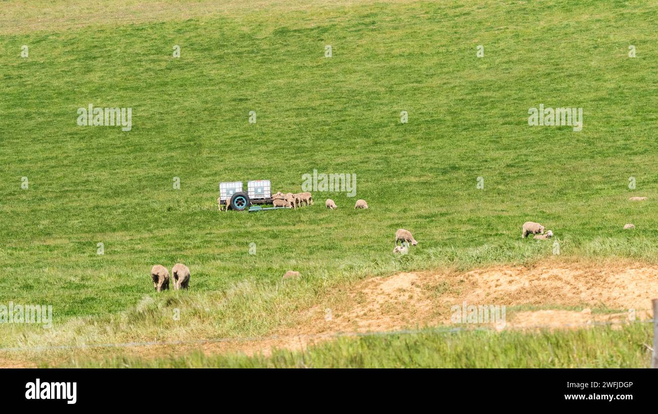 Moutons sur une ferme au pâturage et l'alimentation dans une auge à Overberg, Cap occidental, Afrique du Sud au printemps concept de l'élevage et de l'agriculture Banque D'Images