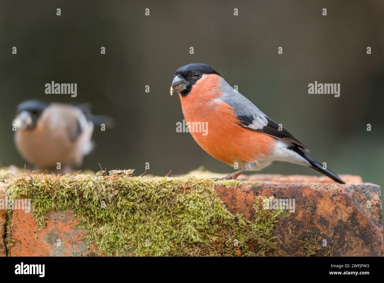 Bullfinch ; Pyrrhula pyrrhula ; mâle et femelle ; UK Banque D'Images