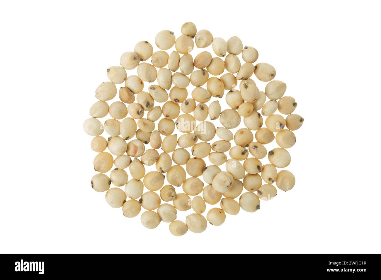 Graines de sorgho isolées sur fond blanc. Vue de dessus. Pose à plat. Banque D'Images