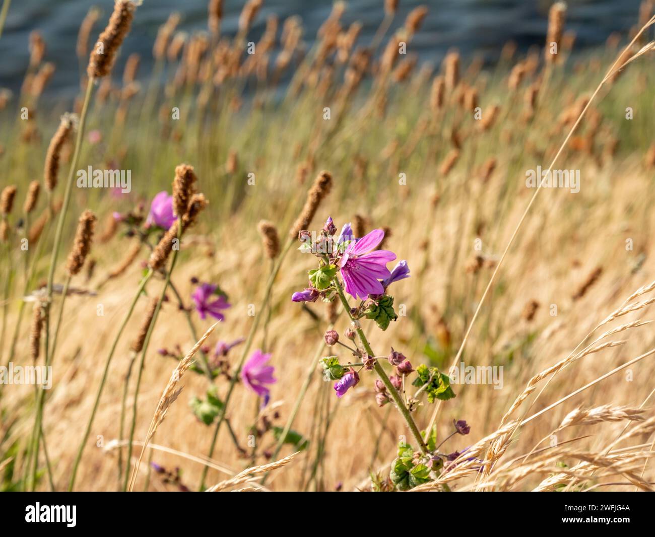 Mauve commune, Malva sylvestris, floraison de fleurs mauves violettes poussant dans le champ d'herbe, pays-Bas Banque D'Images