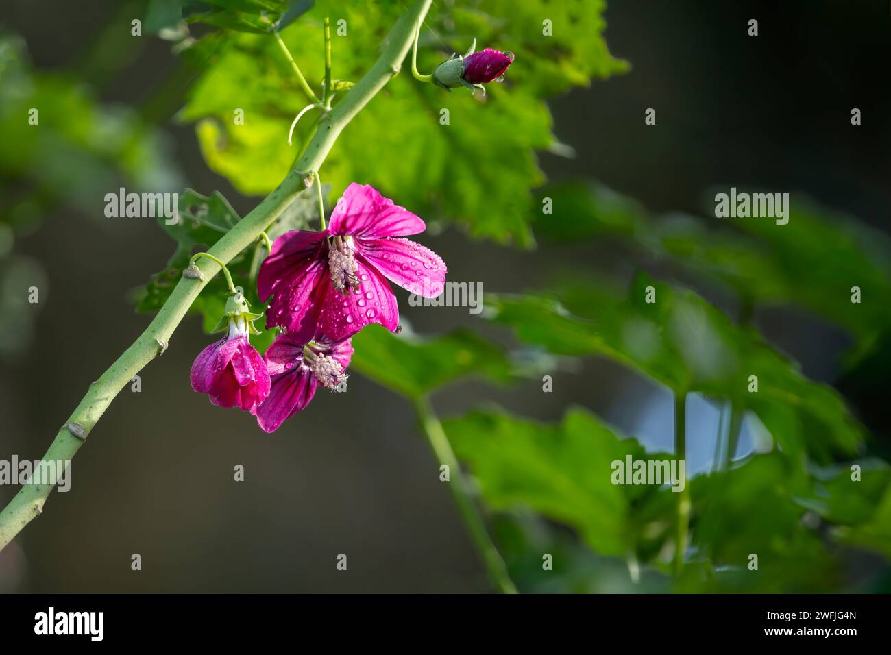 Gros plan de fleurs roses rouges, Malva Rosa, Island Mallow, Lavatera Assurgentiflora, fleurissant dans un parc avec rosée matinale. Banque D'Images