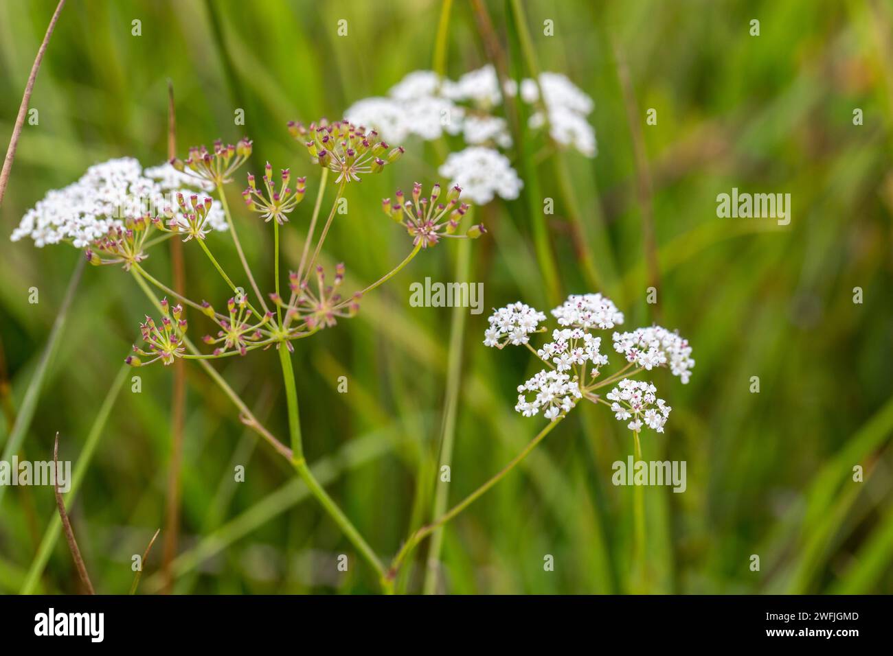 Caraway tordu ; Carum verticillatum ; fleurs ; Royaume-Uni Banque D'Images