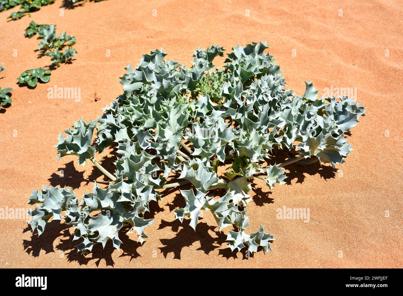 Le houx de mer (Eryngium maritimum) est une plante vivace originaire des côtes européennes. Cette photo a été prise à Minorque, Iles Baléares, Espagne. Banque D'Images