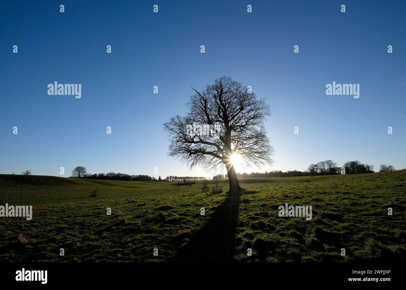 arbres dans le parc blickling, norfolk nord, angleterre Banque D'Images