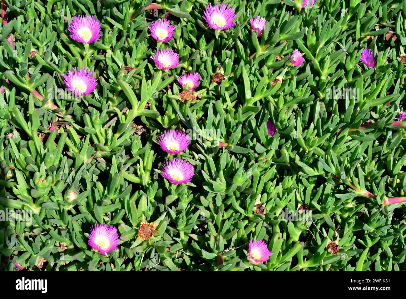 Le figuier de mer (Carpobrotus chilensis) est une plante prostrée originaire d'Afrique du Sud et naturalisée en Espagne, Argentine, Chili, Californie et Australie entre autres Banque D'Images