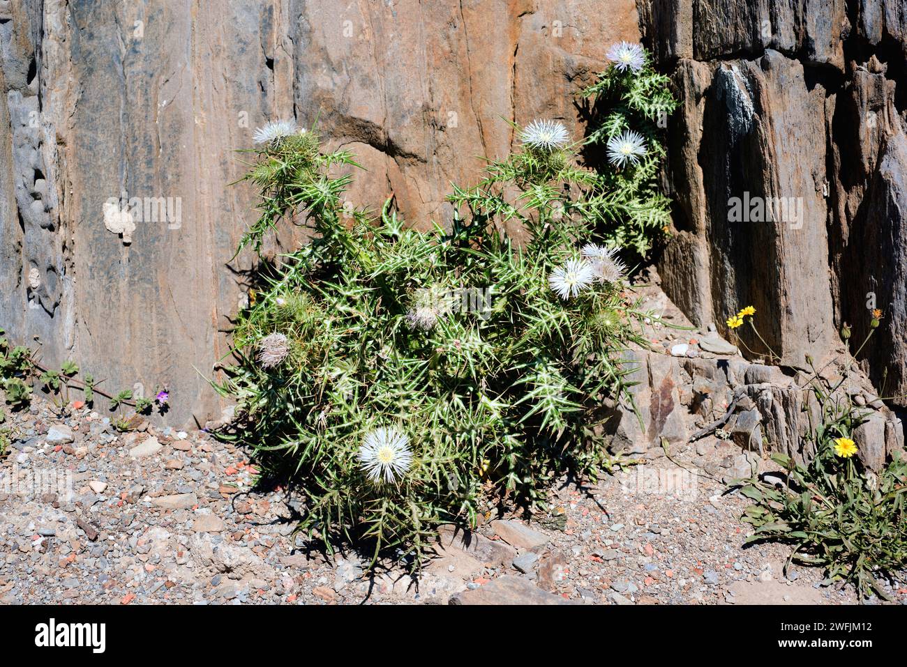 Le chardon Marie violet (Galactites tomentosa ou Galactites elegans) est une herbe biennale comestible originaire du bassin méditerranéen. Cette photo a été prise à Cap Banque D'Images