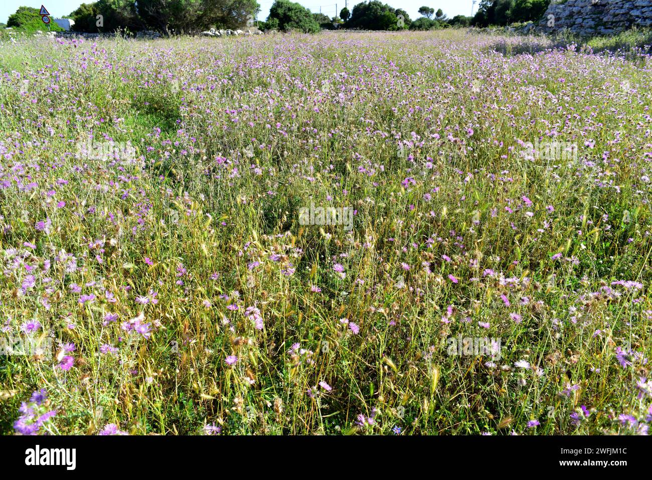 Le chardon Marie violet (Galactites tomentosa ou Galactites elegans) est une herbe biennale comestible originaire du bassin méditerranéen. Cette photo a été prise à Men Banque D'Images