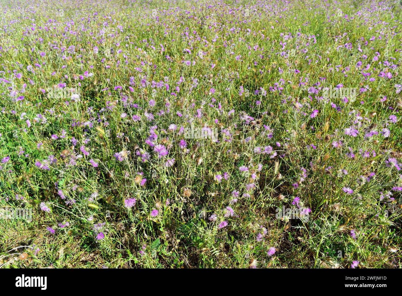 Le chardon Marie violet (Galactites tomentosa ou Galactites elegans) est une herbe biennale comestible originaire du bassin méditerranéen. Cette photo a été prise à Men Banque D'Images