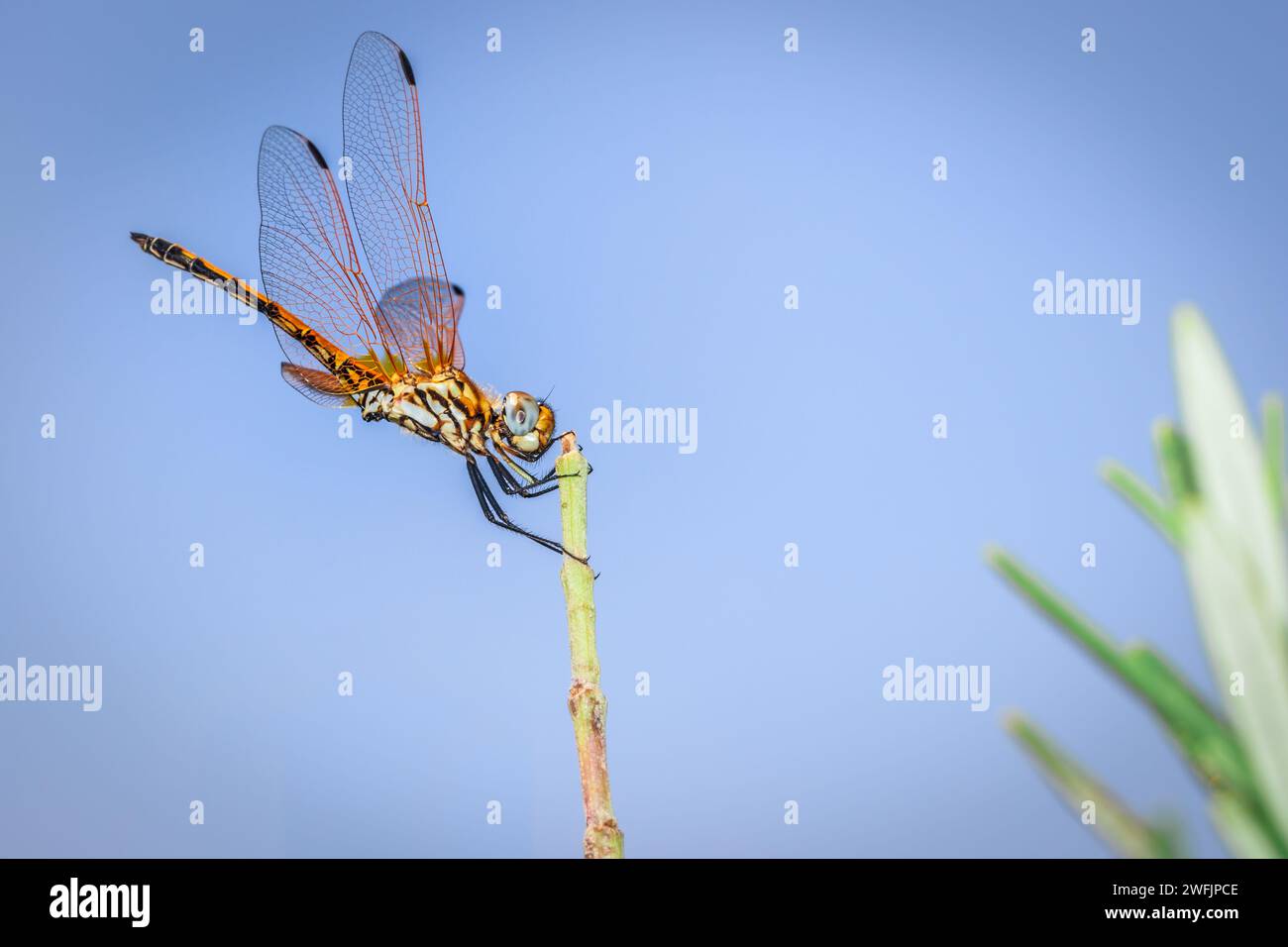 Orange errant Dragonfly (Pantala flavescens) assis sur l'herbe verte, Afrique du Sud Banque D'Images