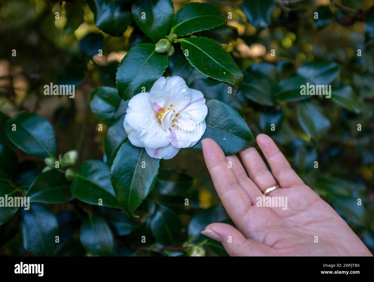 Un camélia japonica blanc fleurissant en hiver Sussex , Angleterre Royaume-Uni Banque D'Images