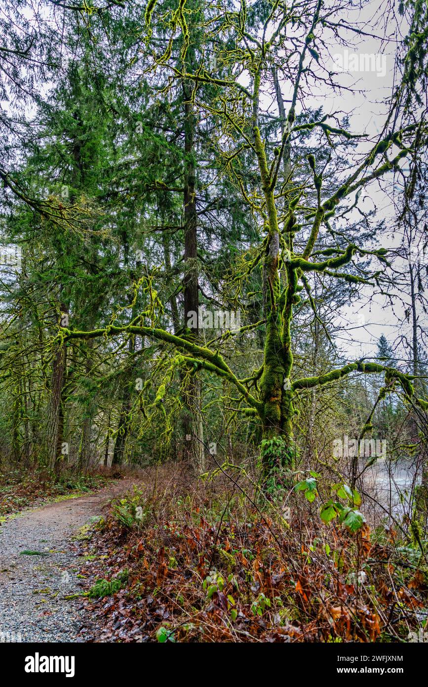 Vue d'un sentier le long de la Gree River dans l'État de Washington avec un arbre mousseline. Banque D'Images