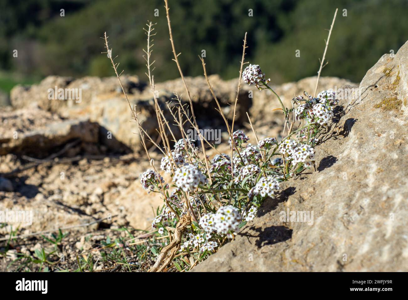 Gros plan d'une plante sauvage sur le rocher. Banque D'Images