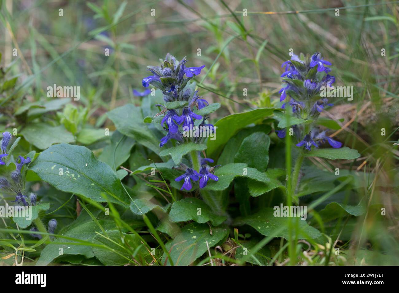 Genfer Günsel, Heide-Günsel, Heidegünsel, Ajuga genevensis, Carpet Bugle, bugle droit, bugle bleu, buglé genevois, buglé bleu Banque D'Images