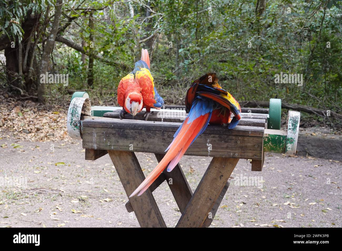 écarlate macao L'oiseau national du Honduras, Amérique centrale Banque D'Images