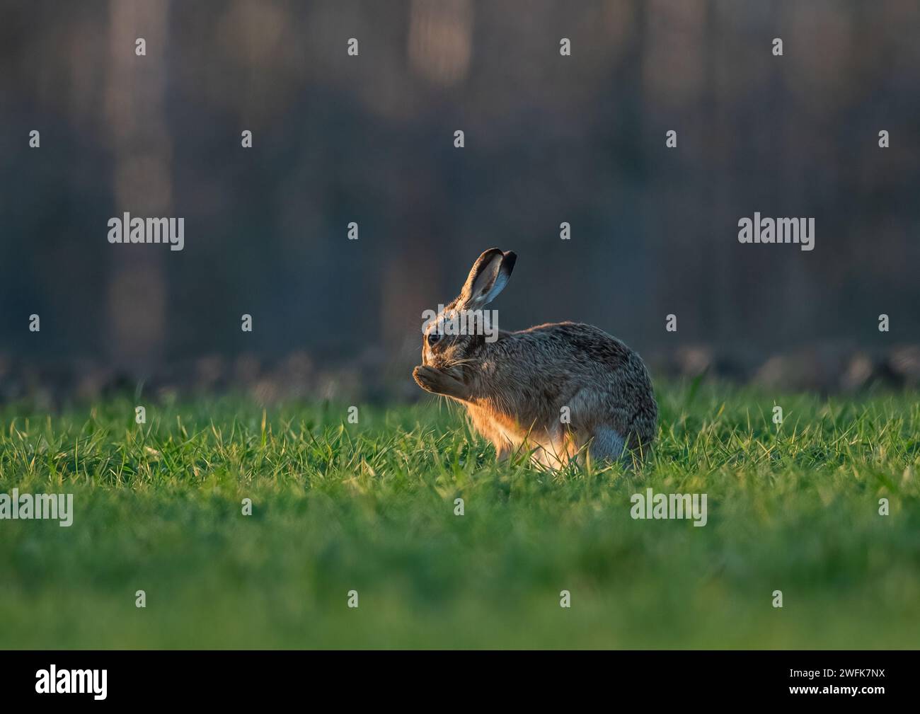 Un lièvre brun dans la lumière du soir, assis, lavant son visage ou faire un vœu avec ses pattes ensemble. Une photo mignonne d'un animal sauvage timide. Suffolk, Royaume-Uni Banque D'Images