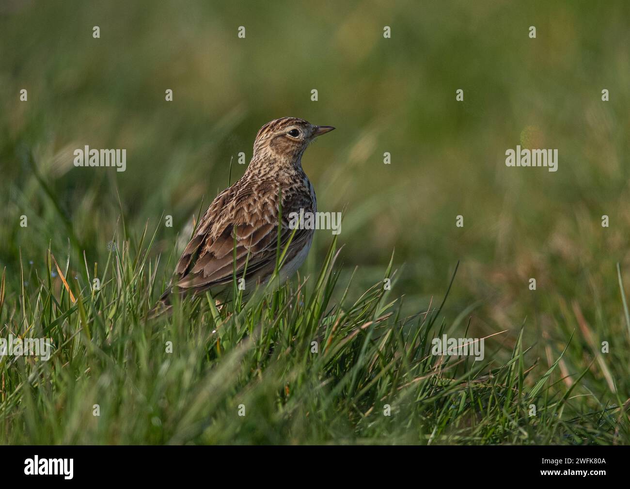 Un plan détaillé d'un Skylark (Alauda arvensis) montrant son plumage strié. Sur une rive herbeuse au bord d'un champ agricole. Suffolk, Royaume-Uni. Banque D'Images