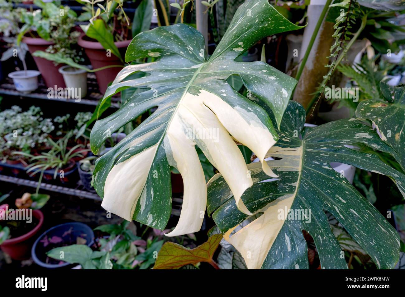 Gros plan Monstera Thai Constellation feuilles variées Banque D'Images